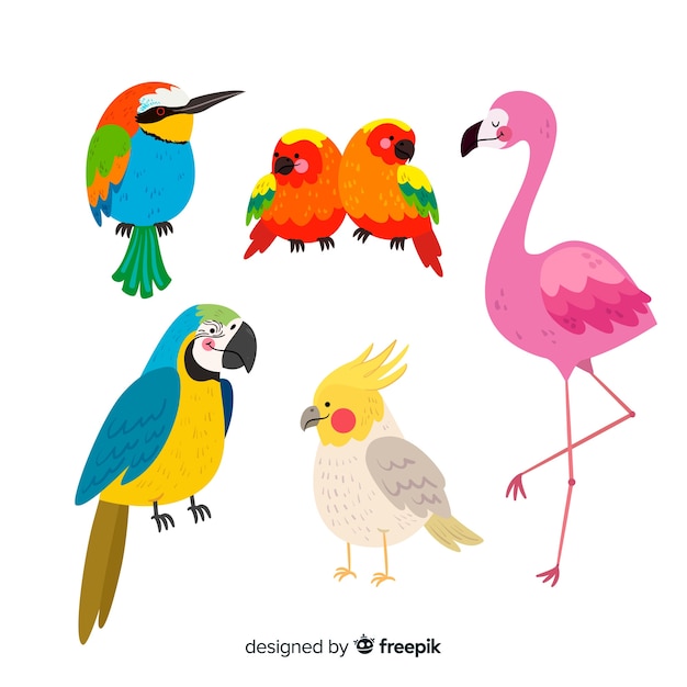 Vector gratuito set de pájaros exóticos