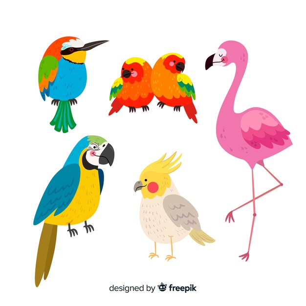Set de pájaros exóticos