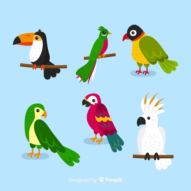 Set de pájaros exóticos