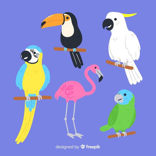 Set de pájaros: tucán, loro, flamenco, papagayo, cotorra