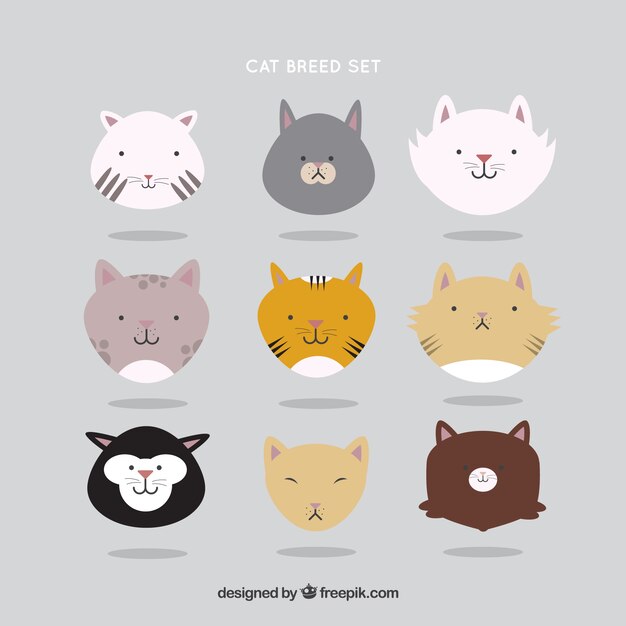 Set de razas de gato bonitas 