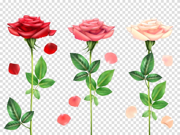 Set de Rosas Realistas