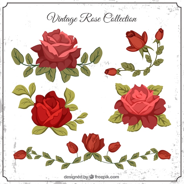 Vector gratuito set de rosas vintage con hojas