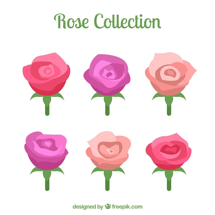 Vector gratuito set de seis rosas con diferentes colores