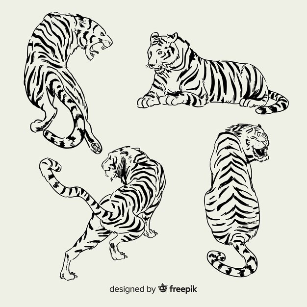Set de tigres salvajes dibujados