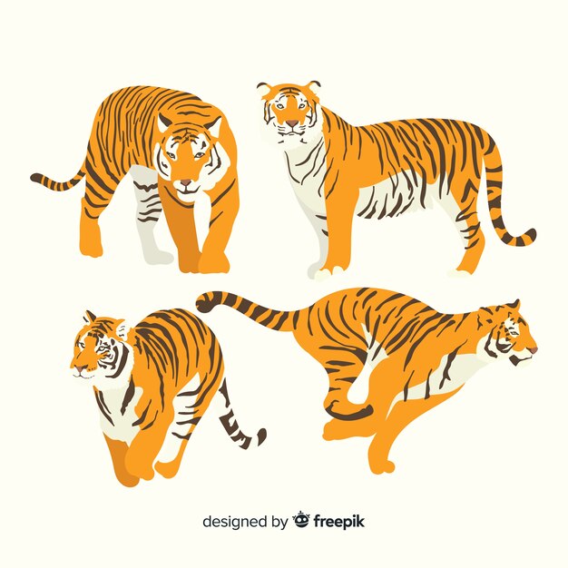 Set de tigres salvajes dibujados
