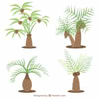 Vector gratuito set de tipos de palmeras