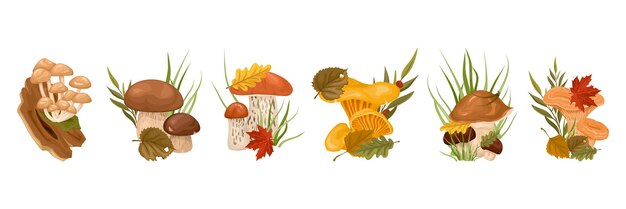 Setas con hojas fila de dibujos animados con agárico de miel porcini boletus engrasador de ostras elementos aislados ilustración vectorial