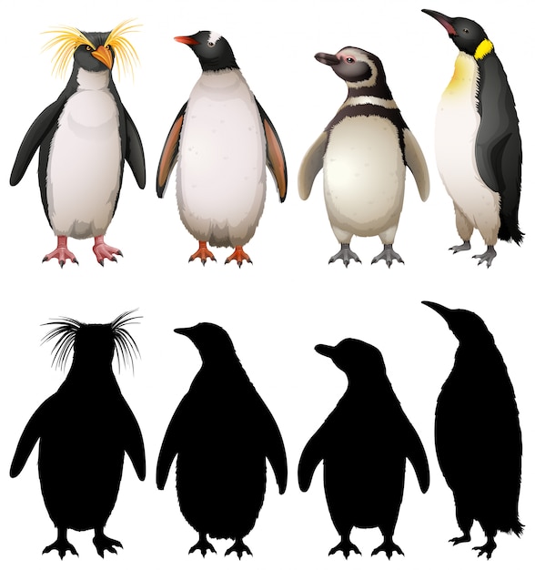 Vector gratuito silueta, color y contorno de los pingüinos.