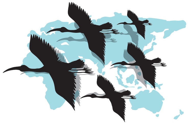 Vector gratuito silueta, garza, pájaros, vuelo