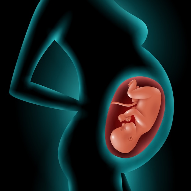 Silueta de mujer embarazada con feto en la matriz