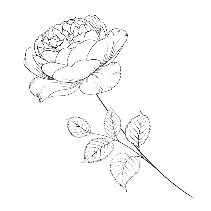 Silueta de rosa aislado sobre blanco.