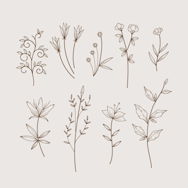 Simplistas hierbas botánicas y flores silvestres en estilo vintage