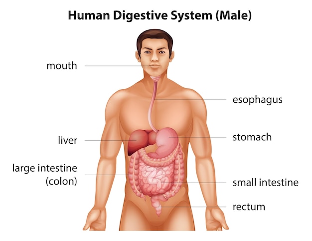 Vector gratuito sistema digestivo humano