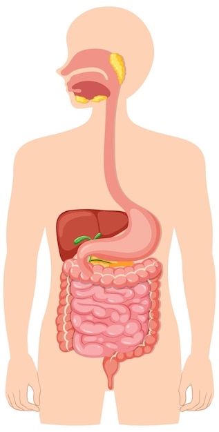 Vector gratuito sistema digestivo médico humano