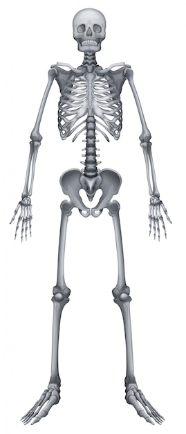 Sistema esquelético humano