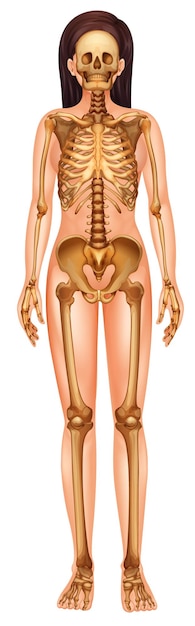 Sistema esquelético humano