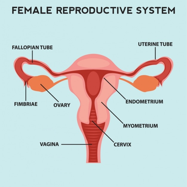 Sistema reproductivo femenino