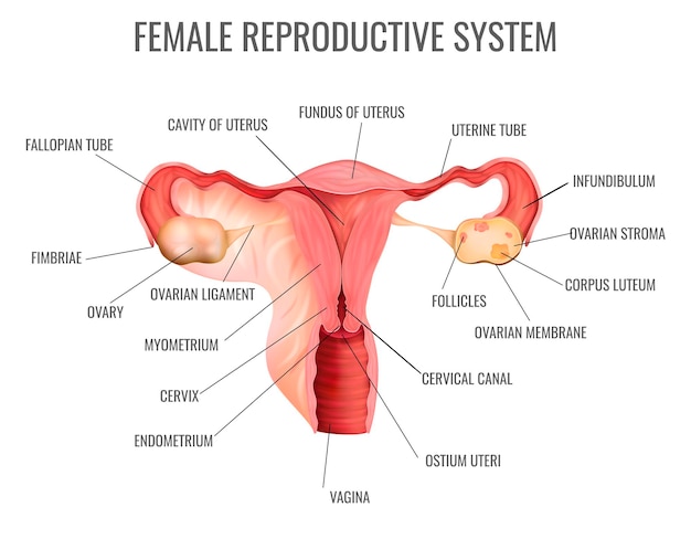 Sistema reproductor femenino y sus partes principales.