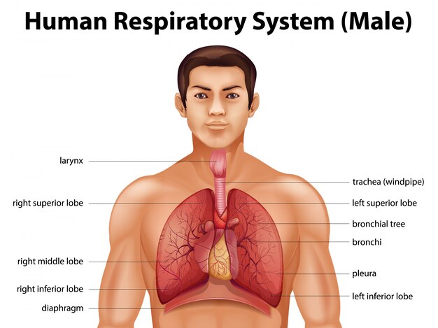 Sistema Respiratorio Humano Vector Premium