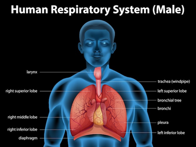 Sistema respiratorio humano