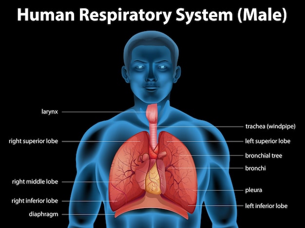 Vector gratuito sistema respiratorio humano