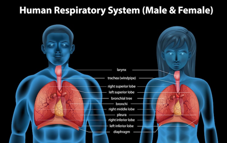 Vector gratuito sistema respiratorio humano