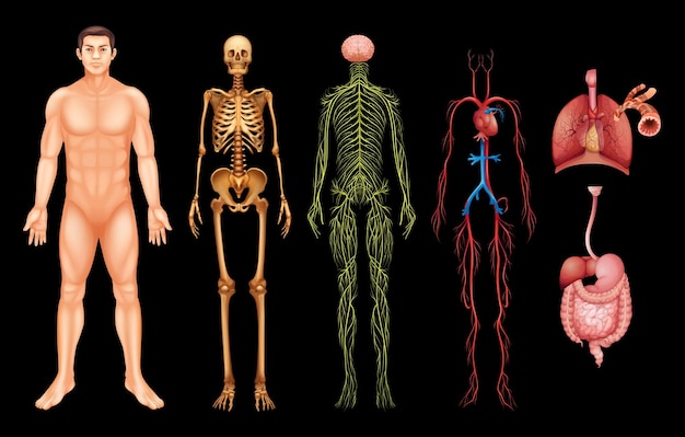 Sistemas del cuerpo humano