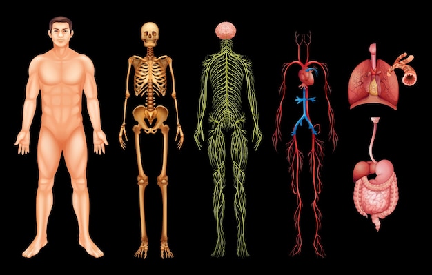 sistemas del cuerpo humano