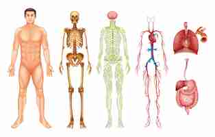 Vector gratuito sistemas del cuerpo humano