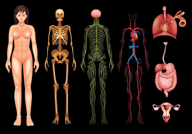 sistemas del cuerpo humano