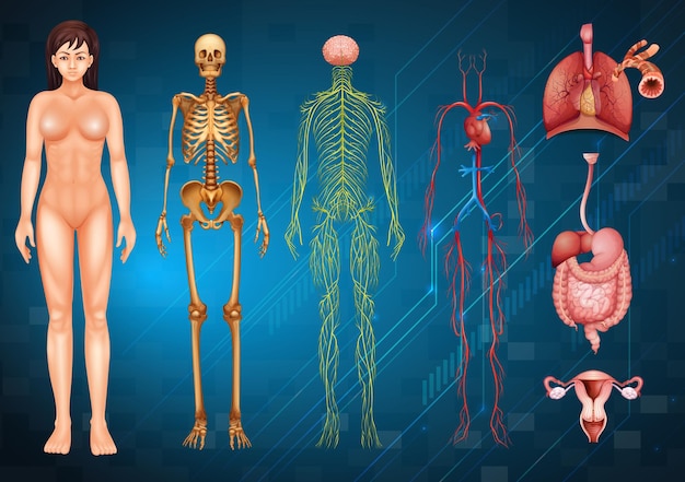 Vector gratuito sistemas del cuerpo humano