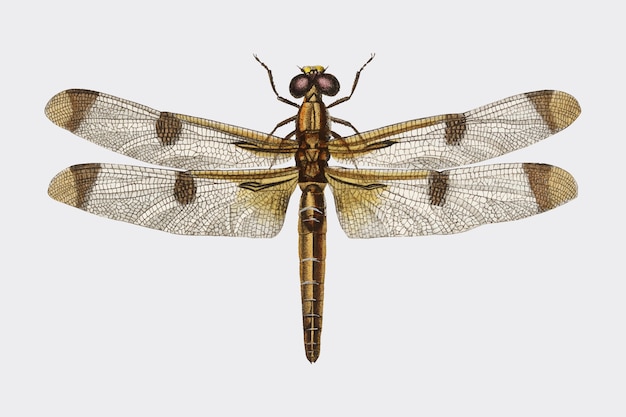 Skimmer pintado (Libellula Hersilia)