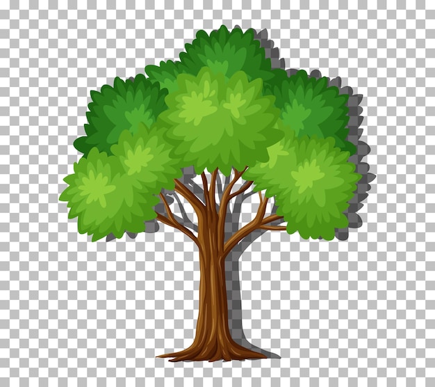 Solo árbol con hojas verdes sobre fondo transparente