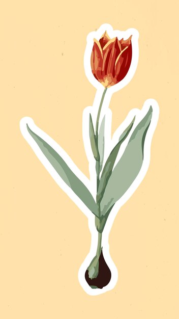 Superposición de pegatina de flor de tulipán vectorizada con un elemento de diseño de borde blanco