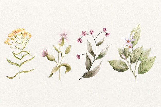 El surtido de flores de la botánica vintage