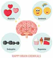 Vector gratuito sustancias químicas cerebrales saludables en la anatomía humana