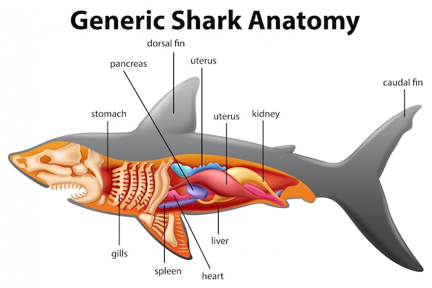 Vector gratuito tabla de anatomía de tiburón genérico