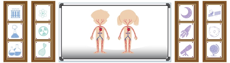 Vector gratuito tablero que muestra la anatomía humana