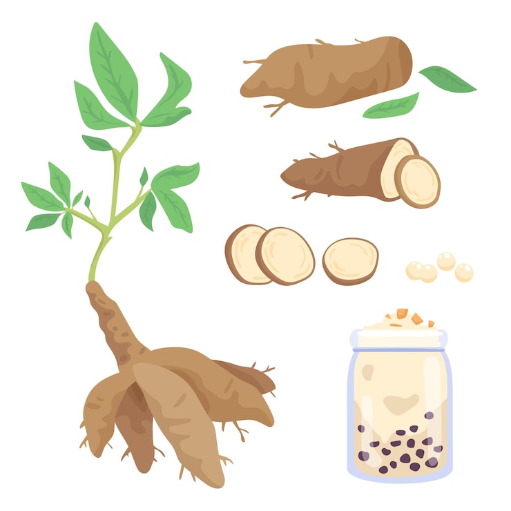 Vector gratuito tapioca de diseño dibujado a mano