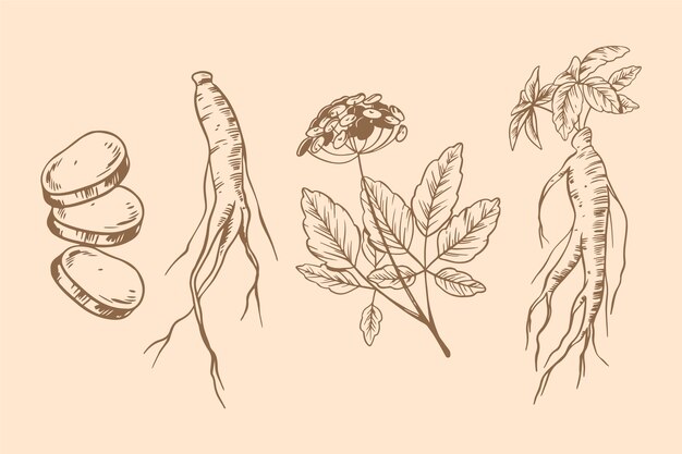 Tema del sorteo de la colección de plantas de ginseng