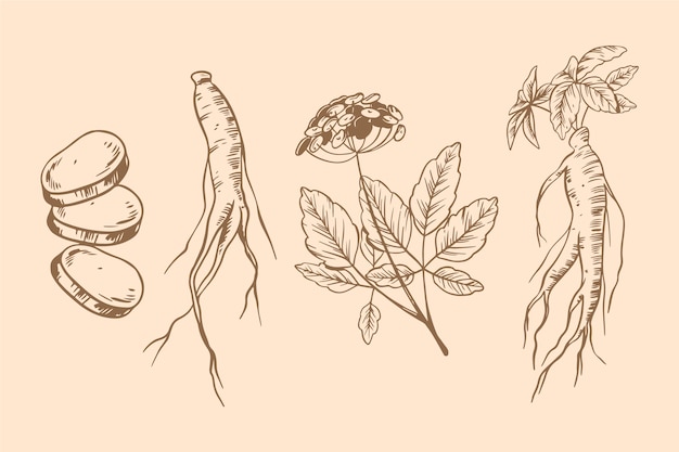 Tema del sorteo de la colección de plantas de ginseng