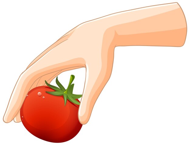 Teniendo en la mano un tomate fresco