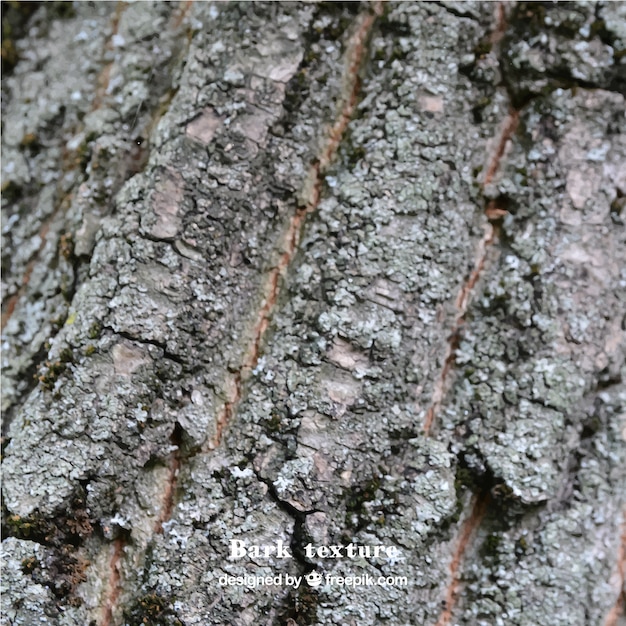 Textura de una corteza de árbol