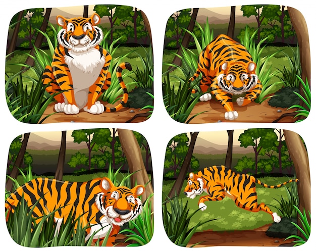 Tigre viviendo en la selva ilustración