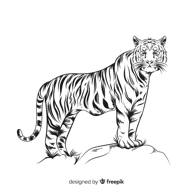 Vector gratuito tigre