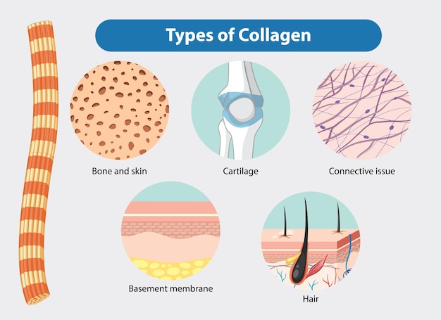 Tipos de colágeno en el cuerpo