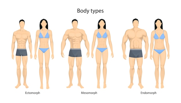Tipos de cuerpo humano Hombres y mujeres como endomorfos ectomorfos y mesomorfos