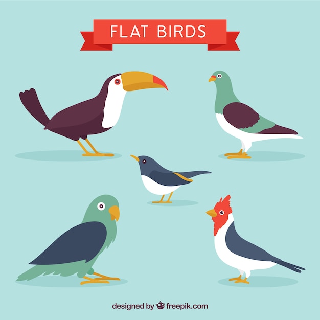 Vector gratuito tipos de pájaros en un estilo plano