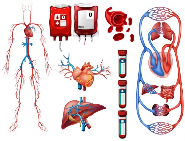 Los tipos de sangre y el sistema de respiración ilustración